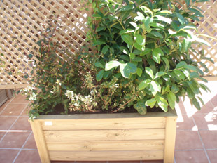 jardineria terrassa
